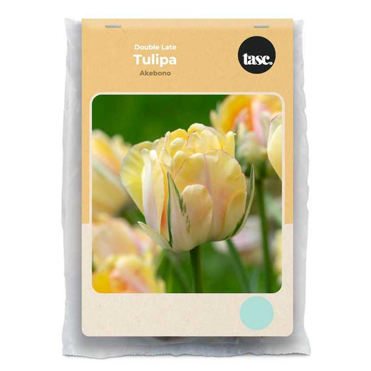 Double Late Akebono Tulip - LandscapeDirect
