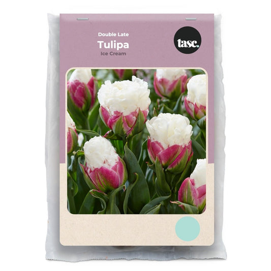 Double Late Ice Cream Tulip - LandscapeDirect