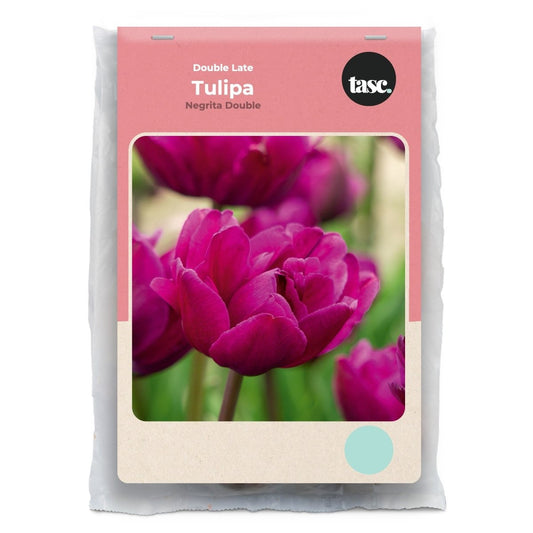 Double Late Negrita Double Tulip - LandscapeDirect