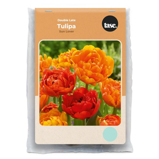 Double Late Sun Lover Tulip - LandscapeDirect