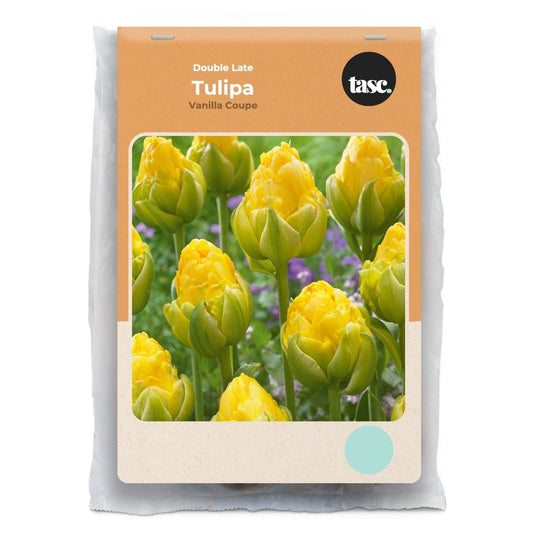 Double Late Vanilla Coupe Tulip - LandscapeDirect