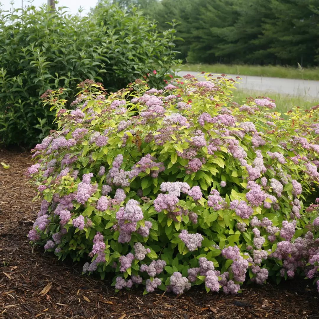 Double Play Big Bang Spirea - LandscapeDirect