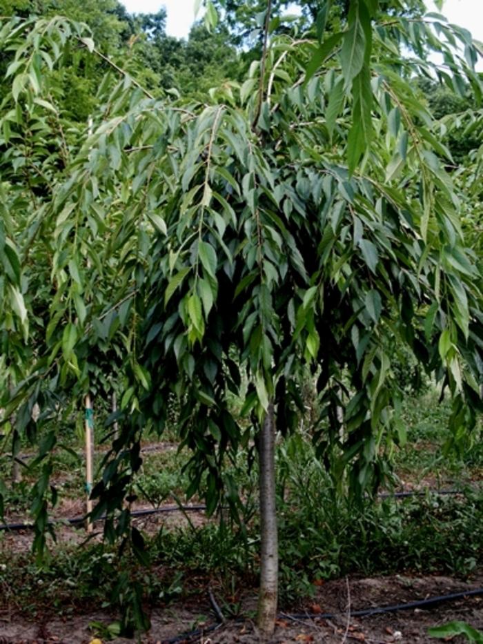 Weeping Double Cherry