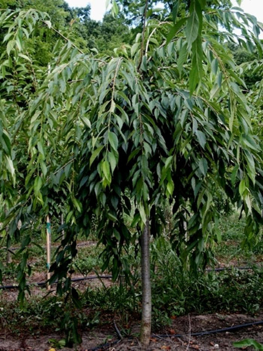 Weeping Double Cherry