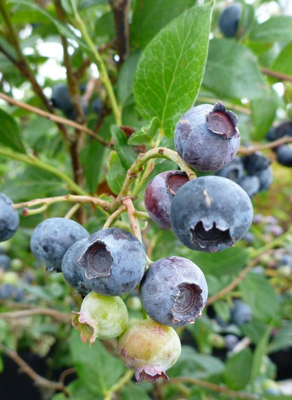 Duke Blueberry - LandscapeDirect