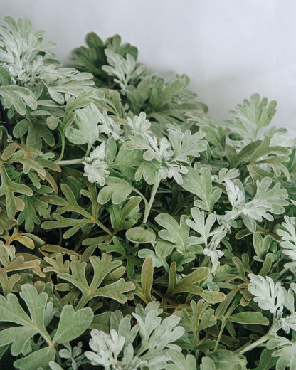 Dusty Miller Artemesia - LandscapeDirect