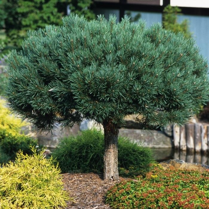 Dwarf Glauca Scotch Pine - Standard