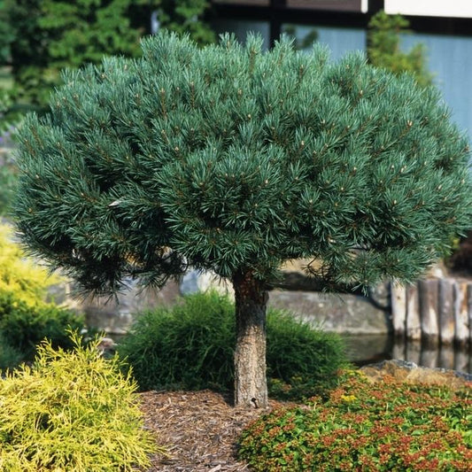 Dwarf Glauca Scotch Pine - Standard