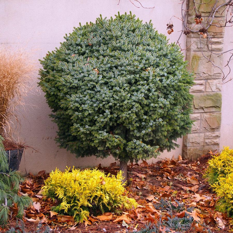 Dwarf Serbian Spruce - Standard