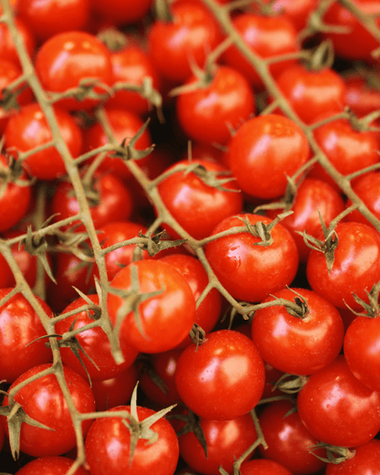 Early Girl Tomato - LandscapeDirect