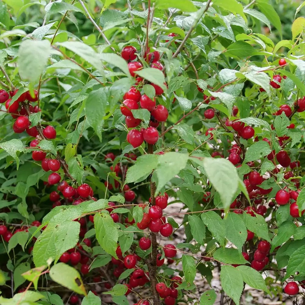 Easy as Pie Cherry Plum - LandscapeDirect