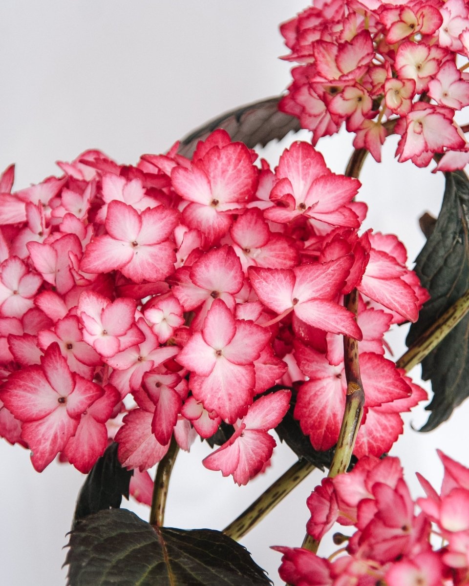 Eclipse Hydrangea - LandscapeDirect