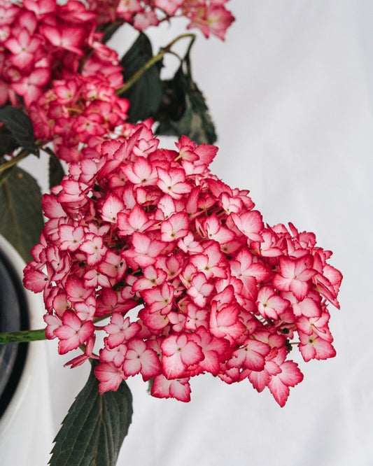 Eclipse Hydrangea - LandscapeDirect