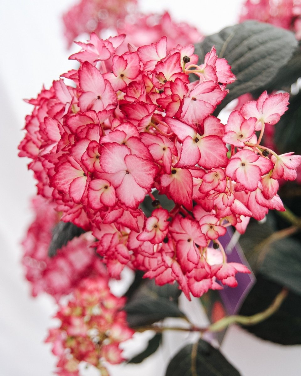 Eclipse Hydrangea - LandscapeDirect