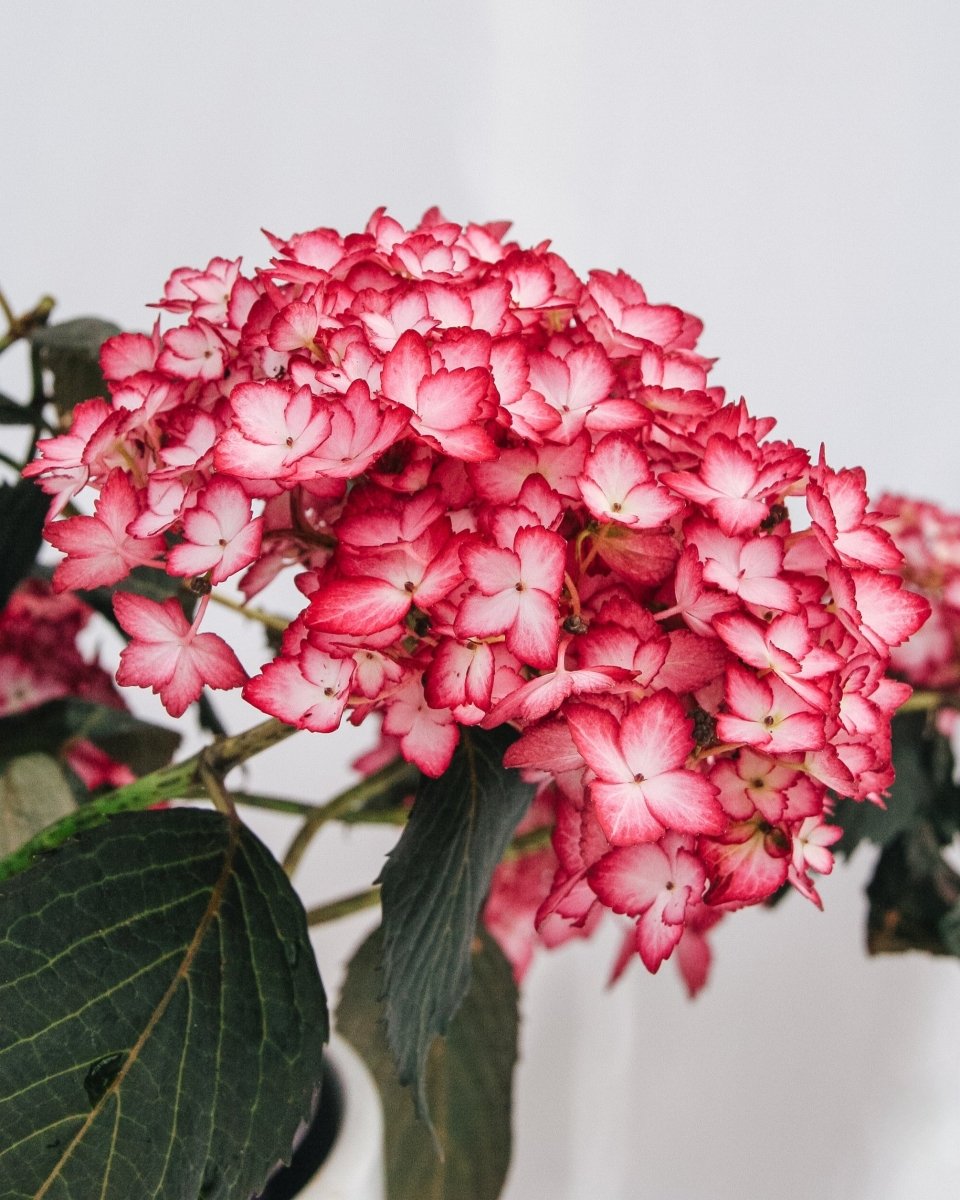 Eclipse Hydrangea - LandscapeDirect