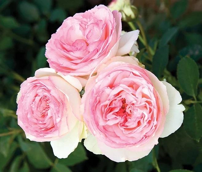 Eden Climber Climbing Rose