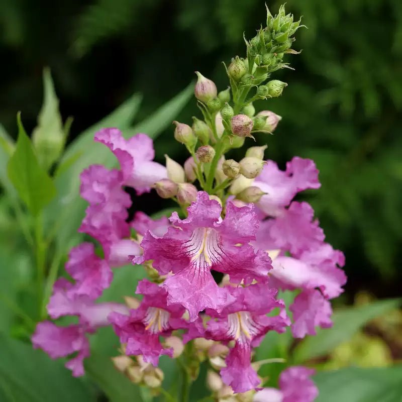 El Nino Desert Orchid - LandscapeDirect