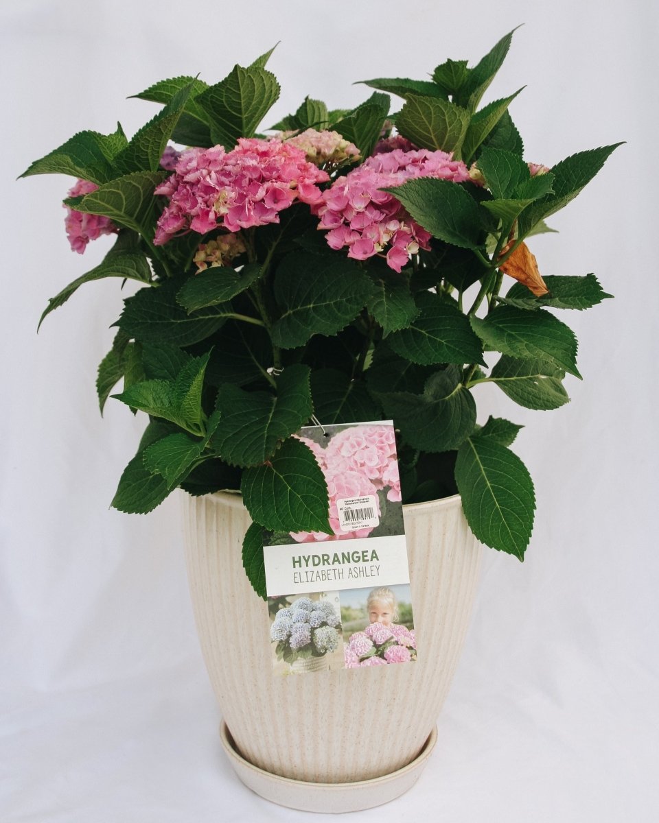 Elizabeth Ashley Hydrangea - LandscapeDirect
