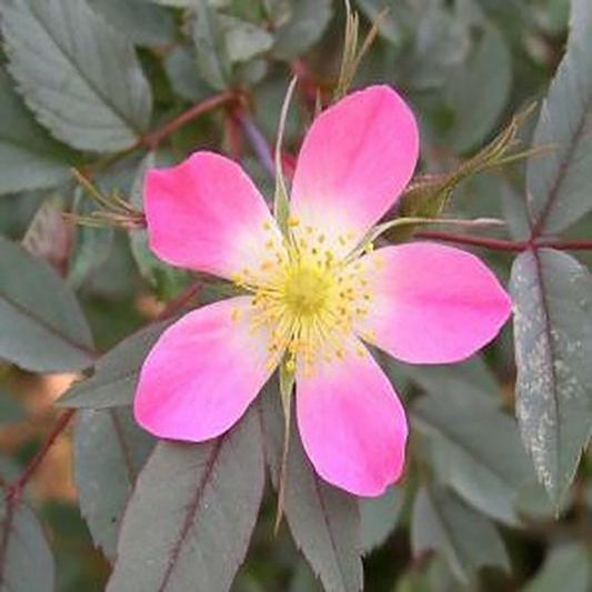 Emberays Climbing Rose - LandscapeDirect