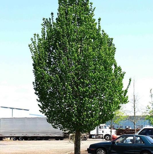Emerald Avenue European Hornbeam
