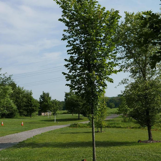 Emerald Sunshine Elm