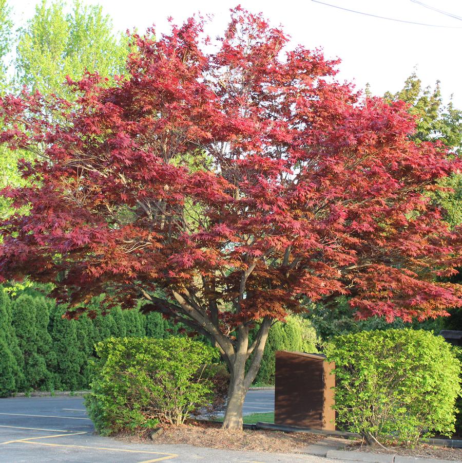 Emperor 1 Japanese Maple (Specimen) - LandscapeDirect
