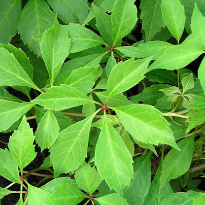 Engelmann's Ivy - LandscapeDirect