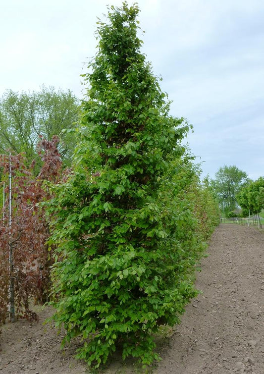 European Beech
