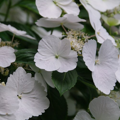 Fairytrail Bride¨ Cascade Hydrangea - LandscapeDirect
