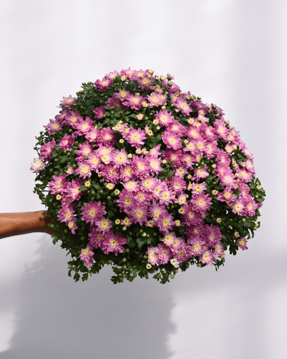 Fall Mums - LandscapeDirect