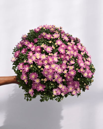 Fall Mums - LandscapeDirect