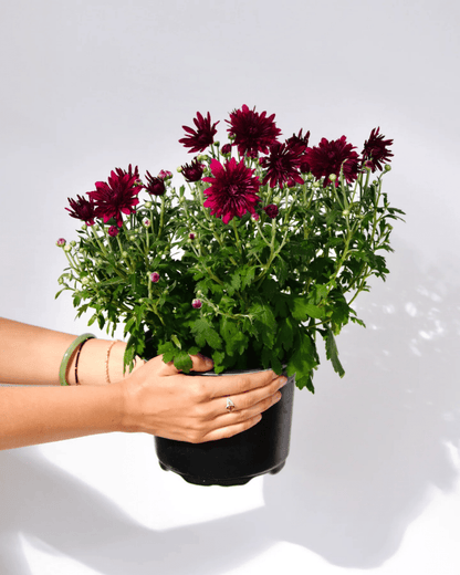 Fall Mums - LandscapeDirect