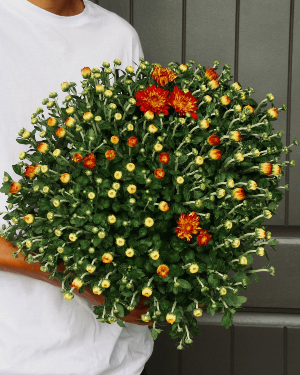 Fall Mums - LandscapeDirect