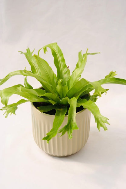 Fern Bird's Nest 5" Regular - LandscapeDirect
