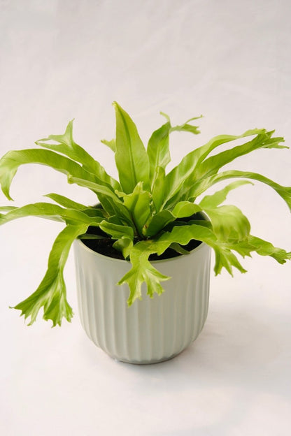 Fern Bird's Nest 5" Regular - LandscapeDirect