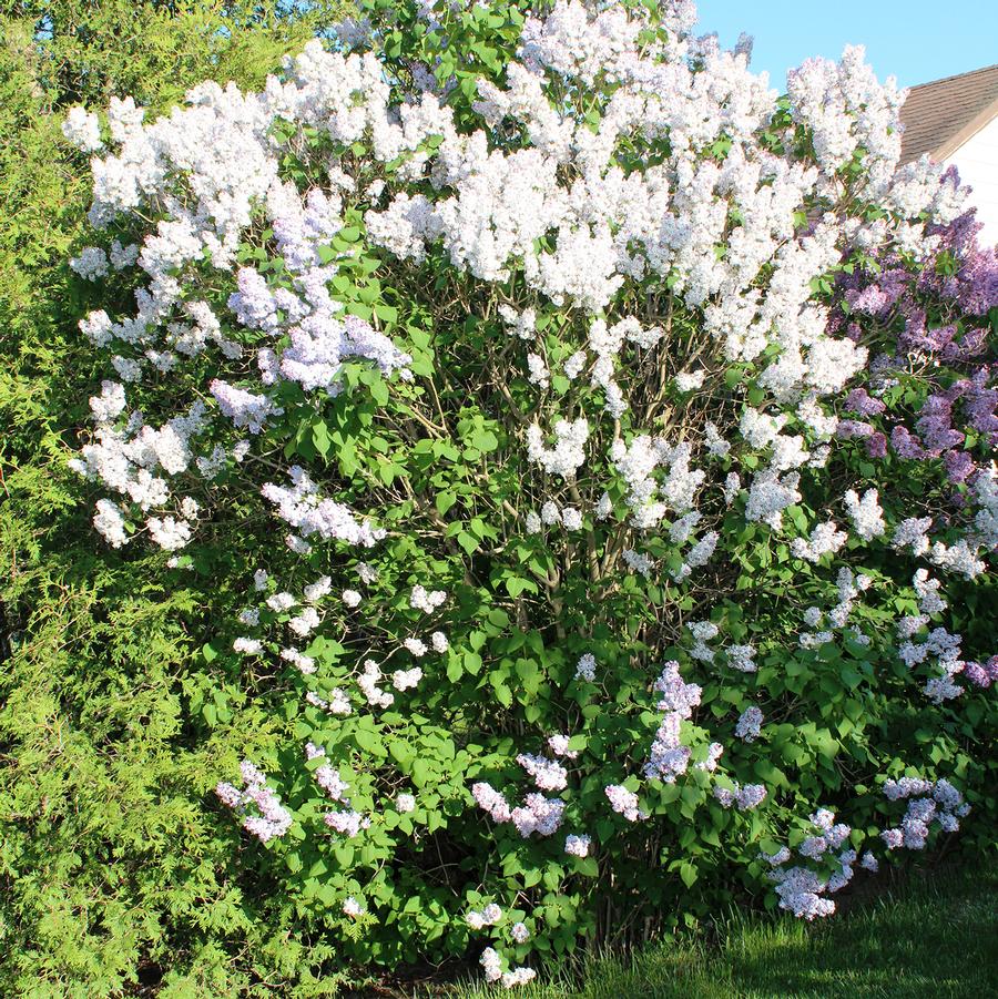 Fiala Remembrance Lilac