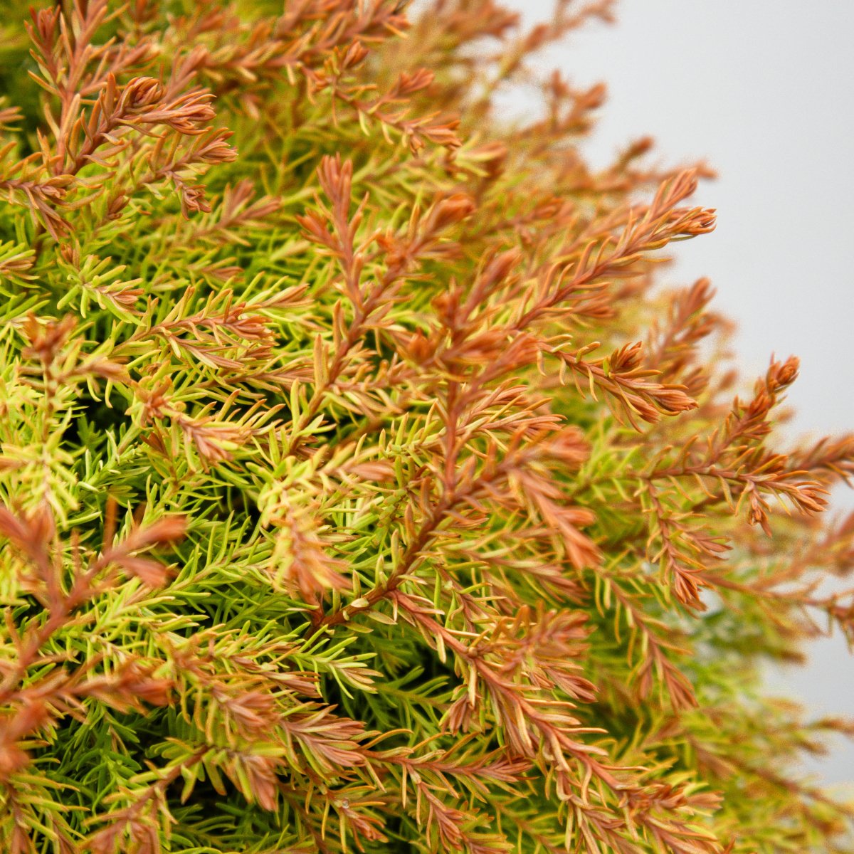 Fire Chief Cedar - LandscapeDirect