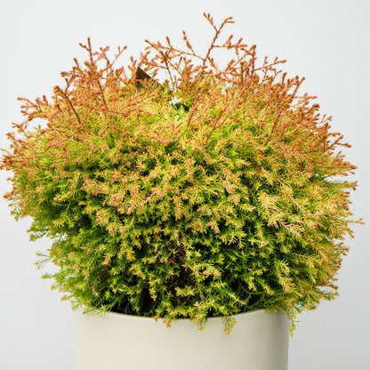 Fire Chief Cedar - LandscapeDirect