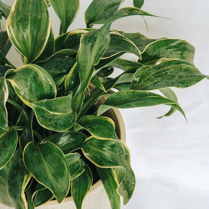 First Frost Plantain Lily - LandscapeDirect