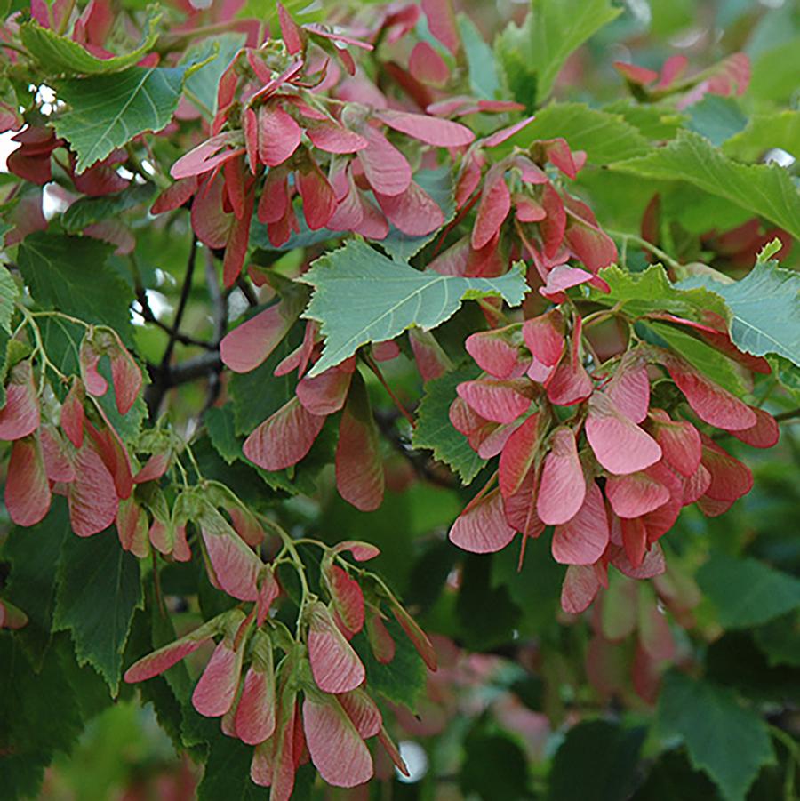 Flame Amur Maple