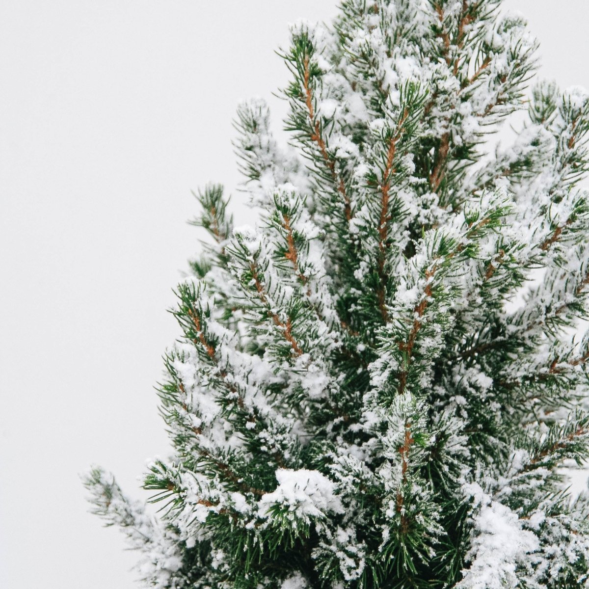 Flocked Dwarf Alberta Spruce - LandscapeDirect