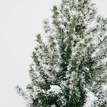 Flocked Dwarf Alberta Spruce - LandscapeDirect