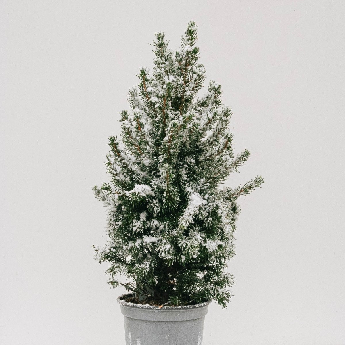 Flocked Dwarf Alberta Spruce - LandscapeDirect