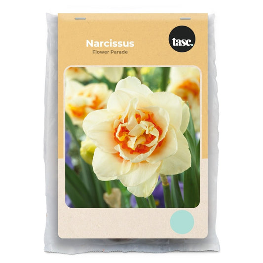 Flower Parade Daffodil - LandscapeDirect