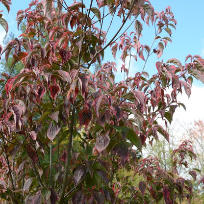 Flowering Dogwood - LandscapeDirect