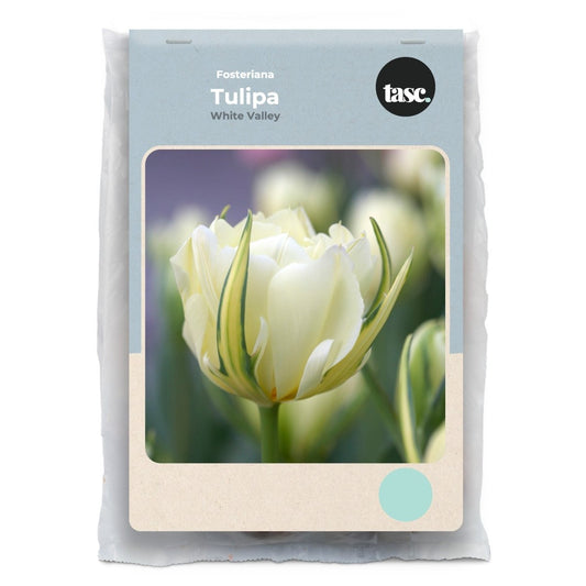 Fosteriana White Valley Tulip - LandscapeDirect