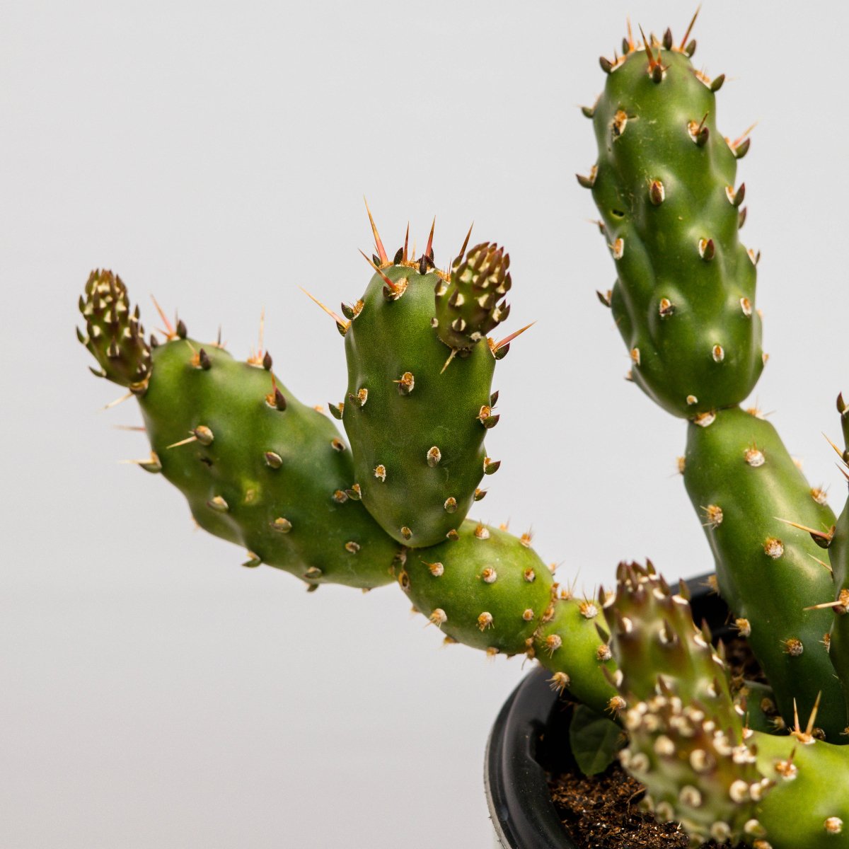 Fragile Prickly Pear Cactus - LandscapeDirect