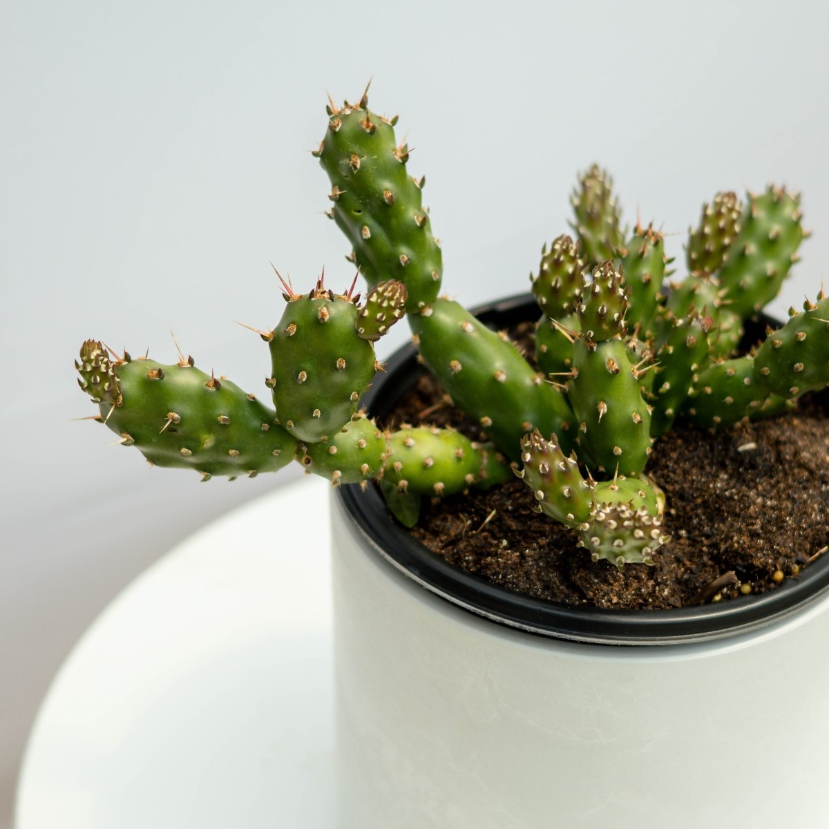 Fragile Prickly Pear Cactus - LandscapeDirect