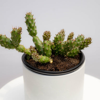 Fragile Prickly Pear Cactus - LandscapeDirect