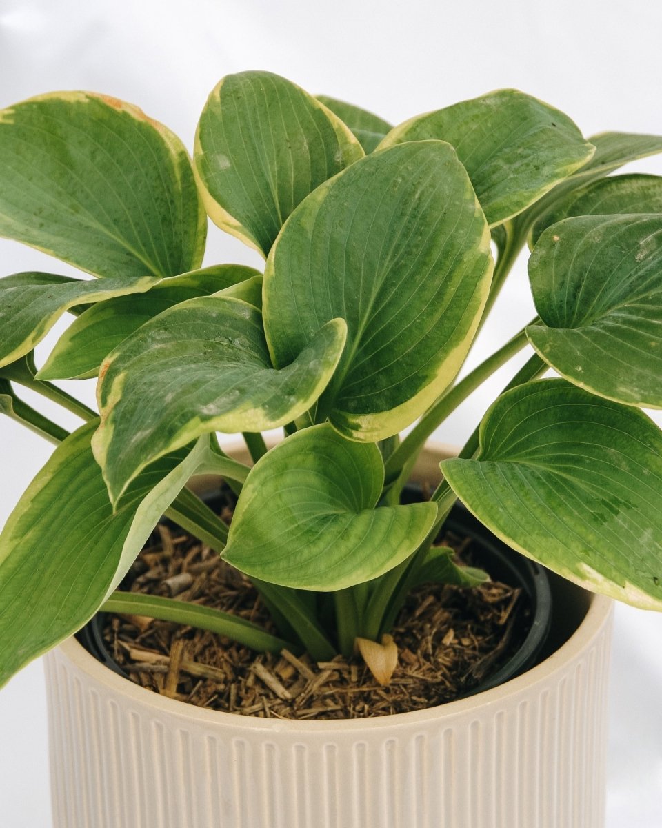 Frances Williams Hosta - LandscapeDirect